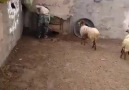 Koyunların Yavruları ile Buluşma Anı