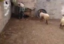 Koyunların Yavruları ile Buluşma Anı