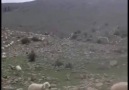 Koyun nasıl çağrılır izle ve paylaş