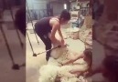 Koyun Nasıl Kırkılır