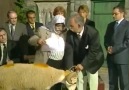 Koyunu muhasebeye koyun - Dolapdereli Sabri