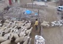 Koyun ve Kuzuların Duygusal BuluşmasıSinop sıcak haberHulusi Özener
