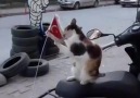 Kozan - BU KEDİ KADAR OLAMAYAN VATAN HAİNLERİ VAR ARAMIZDA...