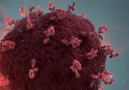 Kozmik Hatun - Bağışıklık Sistemi Koronavirüsle Nasıl Savaşır Facebook