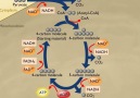 Kreb cycle Citric acid cycleAerobic respiration in mitochondria