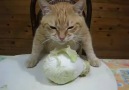 Kucing vegetarian :)