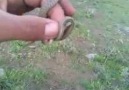 küçük ama sinsi yılan
