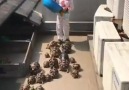 Küçük Çocuğun Kaplumbağaları Beslemesi