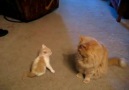 Küçük Kedi, Oyun, Büyük Kedi