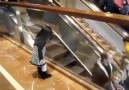 Küçük kız size el sallarsa :)