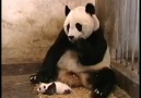 Küçük Panda Hapşurursa! İzLe Kop ;)