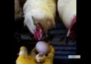 Küçük yumurtanın hesabını tavuk ve horozlara sordu! Görüntüler Konya&