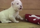 Kükremeyi yeni öğrenen beyaz aslan yavrusu