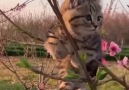 Kukuli - Ağaçlar kedi açmış bahar mı geldi Facebook