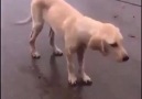 Kulaklıkla Müzik Dinleyip Kendini Müziğe Kaptırmış Gibi Yürüyen Köpek