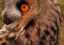 Kulaklı orman baykuşu Asio otusLong-eared OwlVideo by &