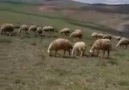 Kulu Köyü - Aydın Battal gardasimizdan Şahin e siir Şahin (araba) Facebook
