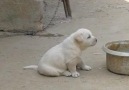 Kümes Etrafında Takıla Takıla Fabrika Ayarları Bozulan Köpek