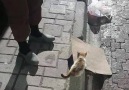 kumrumuzun sevilen yüzü isanın kedi sevgisi