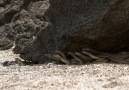 Kumsalda yeni doğan iguanaların Yılanlarla imtihanı