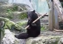 Kung Fu Bear!