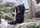 kung fu bear (Y)
