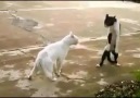 Kung Fu Cat