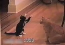 Kungfu kedi