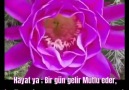 Kur-an dinlemek şifadır