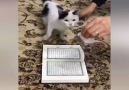 Kuran-ı Kerim Üzerine Basmayan Kedi Başka Kitaba Basıyor