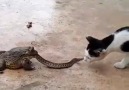Kurbağanın Yemeğiyle Kavga Eden Kedi Paylaşsana