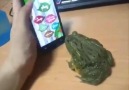kurbağa ve cep telefonu