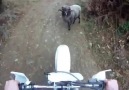 Kurban Bayramında Kesilmeye Aday KOÇ :)