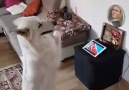 Kurban olurum seni yaradana Köpek kadar olamayanlara gelsin !