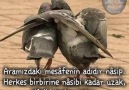 Kurn İle Yaşamak - Güzel videolar Facebook