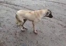 Kürt Köpeğı Bile müzik sessi duydumu halaysını çeker Mutlak :))