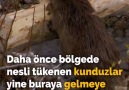 Kurtların Doğadaki Etkisi