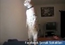 Kürt MilLi Marşını Saygı Duruşunda Dinleyen Kedi