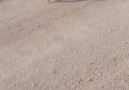 Kuşcu Mstf - Iyi bayramlar..