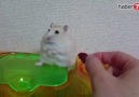 Küsen hamster