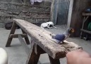 kuş nasıl beslenir