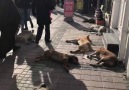 Kütahyada 8 köpek sevgi yolunda güneşin altında pazar keyfi yapıyor