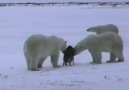 Kutup Ayıları ile Eskimo Köpeklerinin Şaşırtan Dostluğu