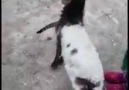 Kuzu ile kedinin süt içme kavgası