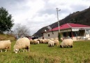 Kuzu kamerayı düşürene kadar