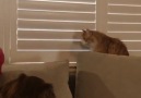 KUZU the CAT - Kedilerle İnatlaşılmaz Facebook