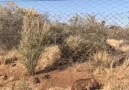 La agilidad de un Gato Caracal... - Federacin Mexicana de Caza A.C.