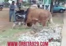 LA CABRA Y EL TORO