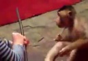 La cruel realidad del circo con animales