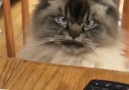 LADbible - Angry Cat Does Not Want To Be At Work Facebook